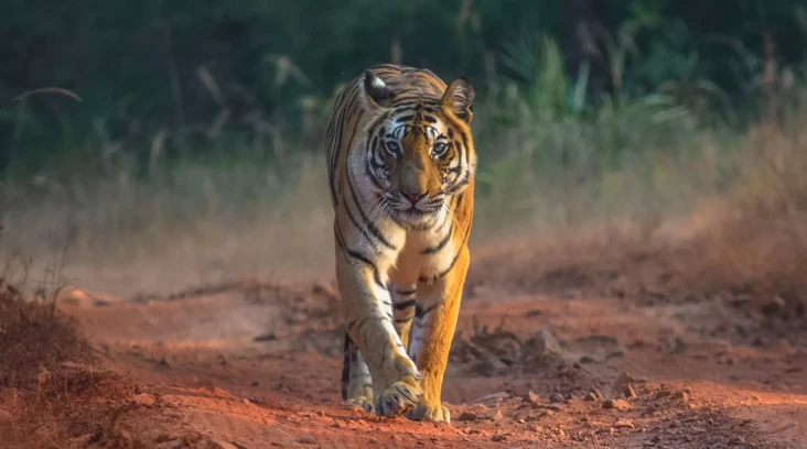 Perdagangan Harimau...