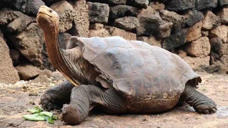 Kura-kura Galapagos...