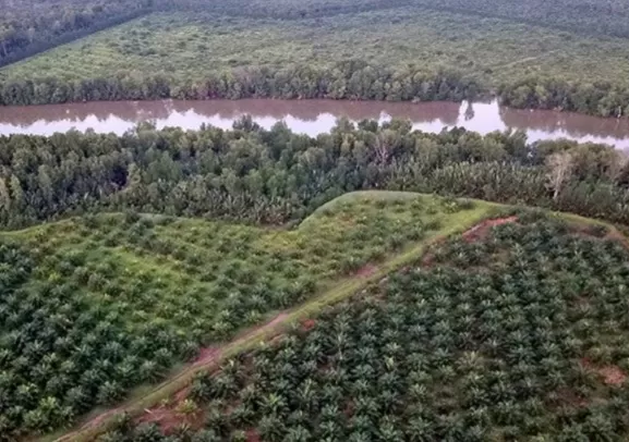 Penertiban Kawasan Hutan...