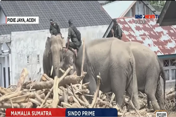Gajah Bantu Evakuasi...