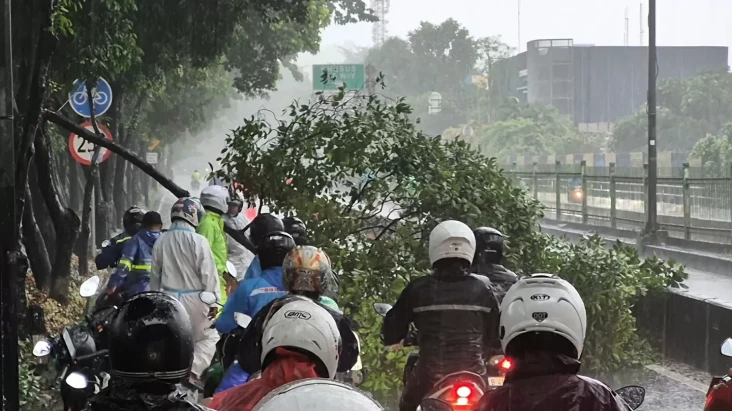 Hujan Deras, Pohon Tumbang...