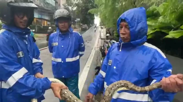 Ular Sanca Sepanjang...