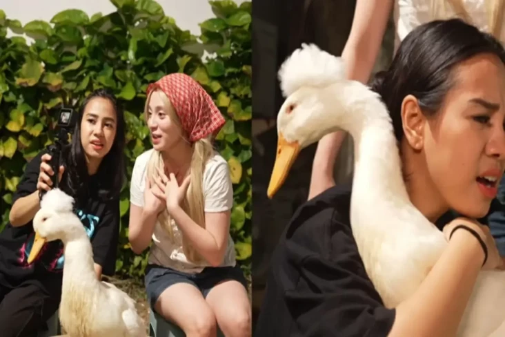 Sok Berani Rawat Bebek,...