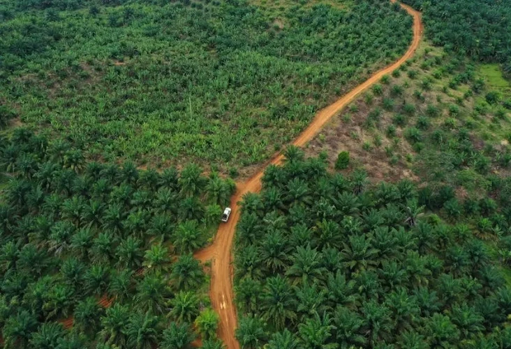 Penertiban Kawasan Hutan...