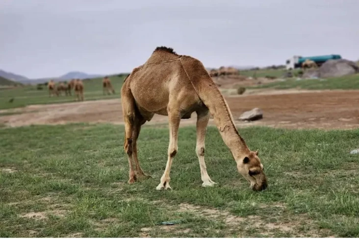 Ada-ada Saja, Arab Saudi...
