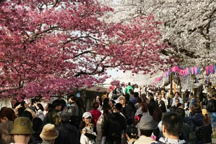 Festival Sakura di Fujiyoshida...