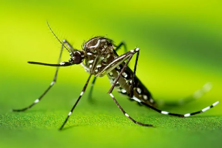 Kasus Dengue Tembus...