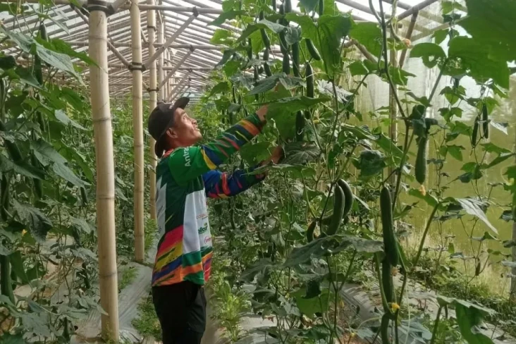 Petani Sayuran di Jabar...