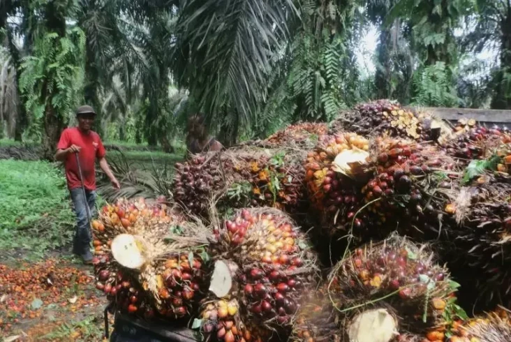 Optimalisasi Limbah...