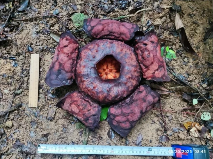 BRIN Teliti Rafflesia...
