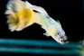 8 Fakta Unik Ikan Guppy,...