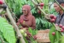 Kawasan Kebun Kopi Desa...