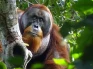 3 Jenis Orangutan yang...