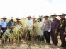 Panen Raya Padi di Kabupaten...