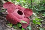 Termasuk Rafflesia,...