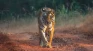 Perdagangan Harimau...