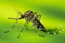Kasus Dengue Tembus...