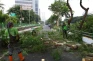 Pohon Tumbang hingga...