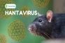 Hantavirus Mengancam,...
