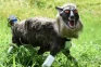 Jepang Menggunakan Monster...