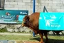 Sapi Limosin 1 Ton Dikurbankan...