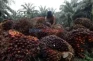 Petani Sawit Apresiasi...