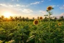 Manfaat Sunflower Oil...
