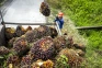 Petani Sawit Respons...