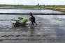 Kadis Pertanian Merauke:...