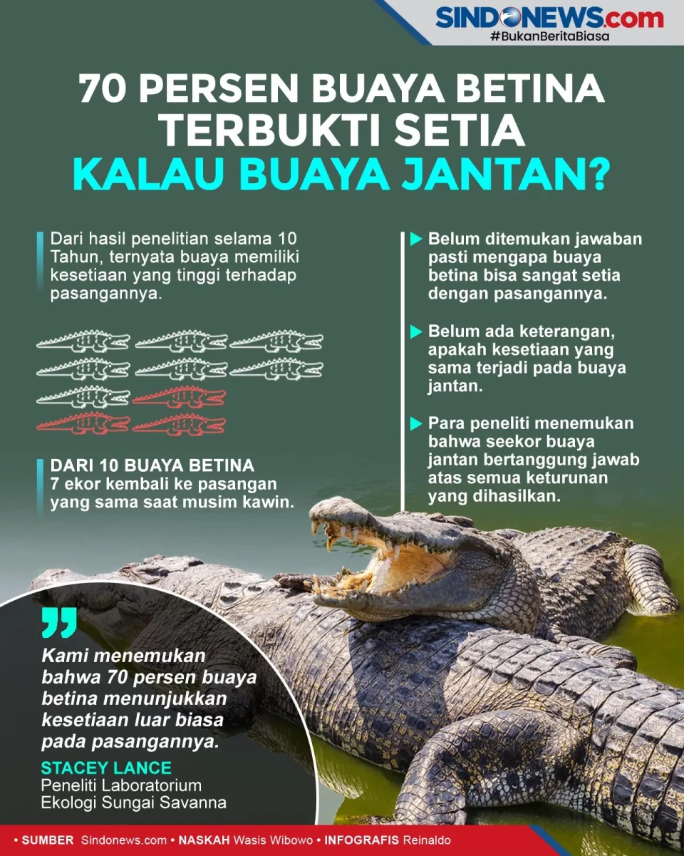 70 Persen Buaya Betina...