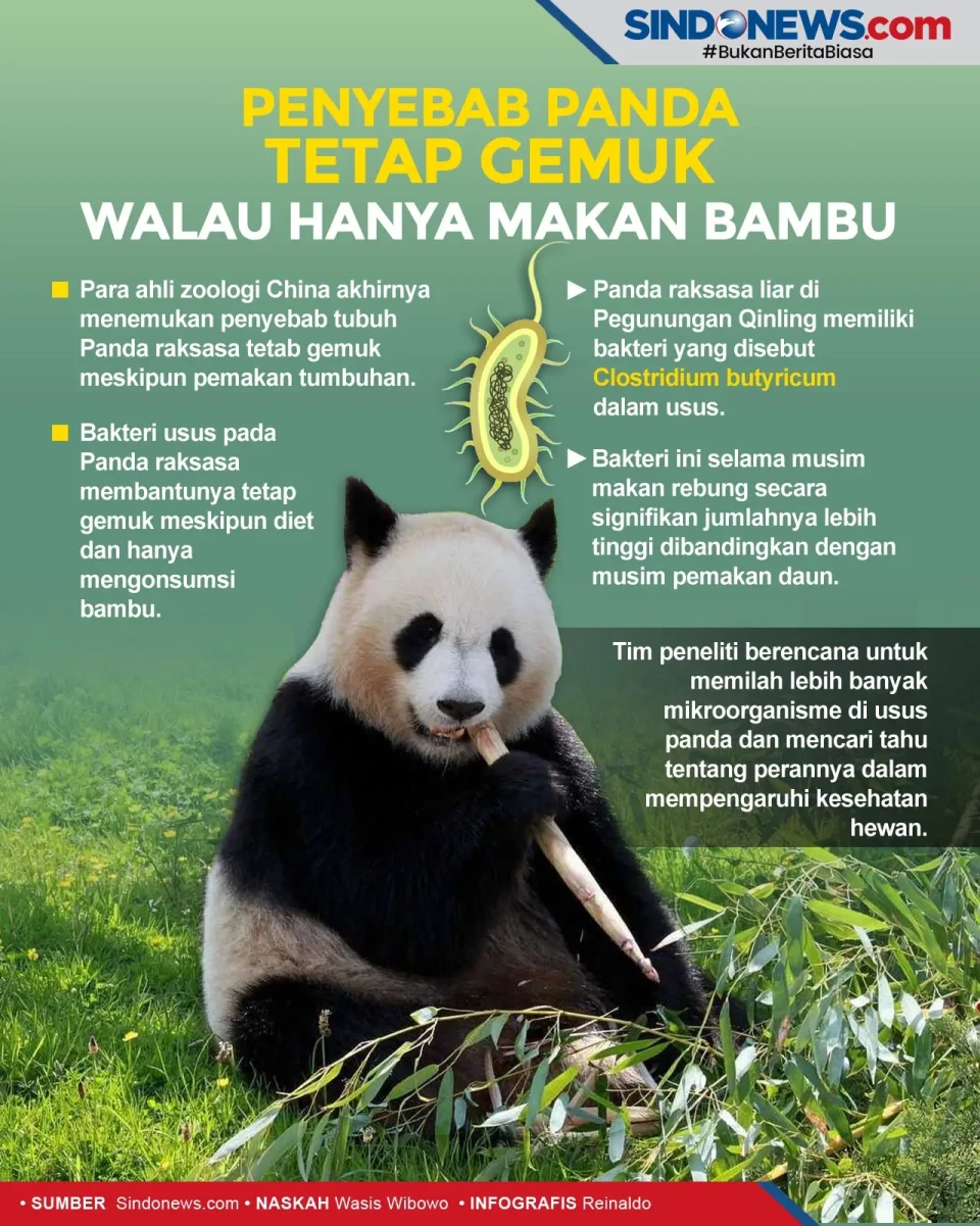 Penyebab Panda Tetap...