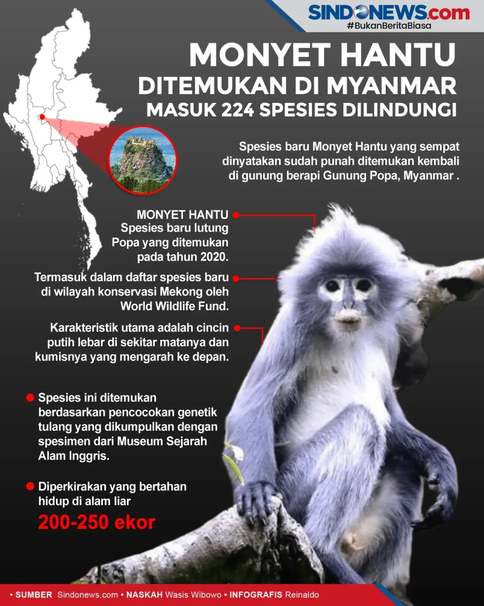 Monyet Hantu Ditemukan...