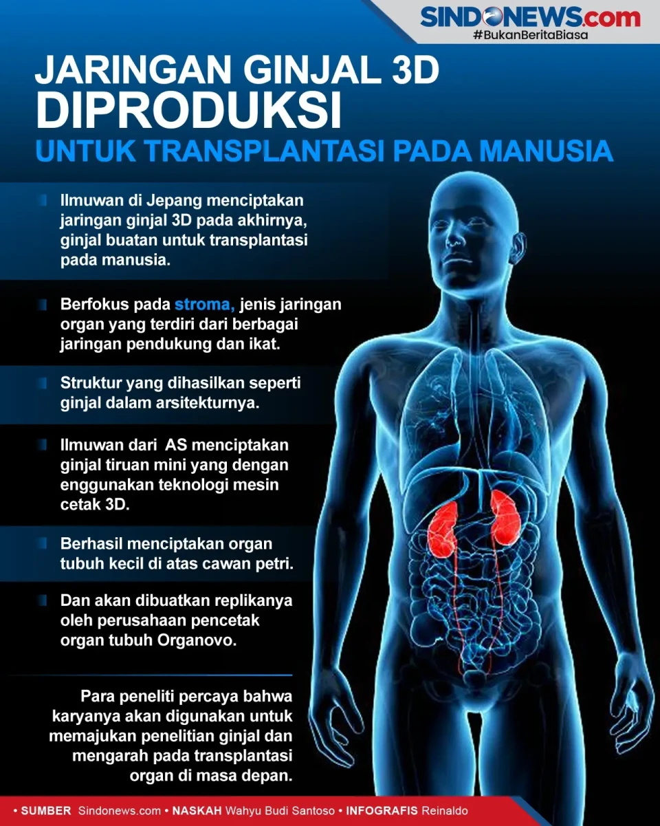 Jaringan Ginjal 3D Diproduksi...