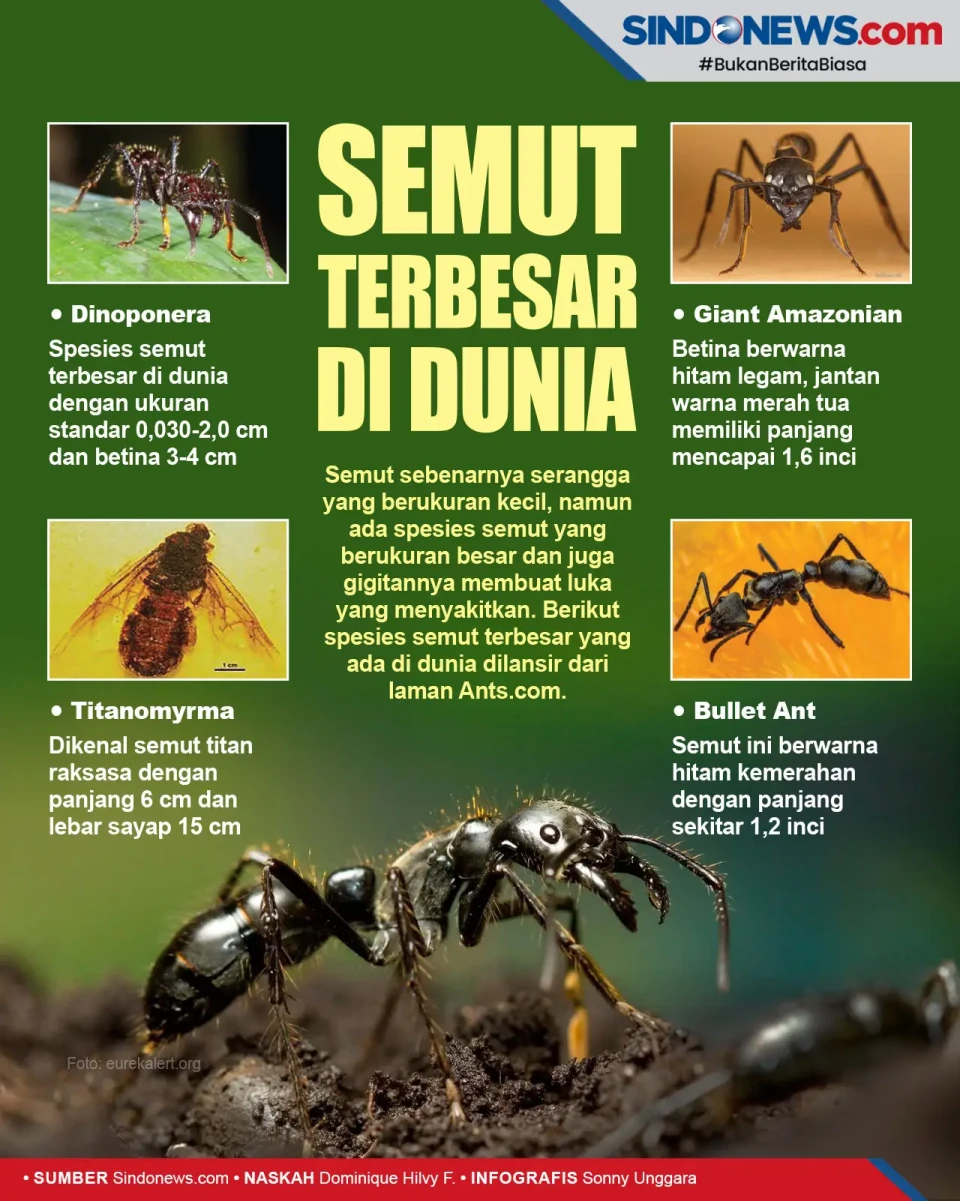 Semut Terbesar di Dunia,...