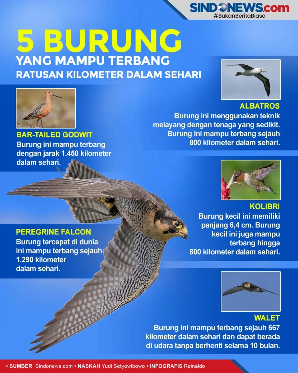 5 Burung yang Mampu...
