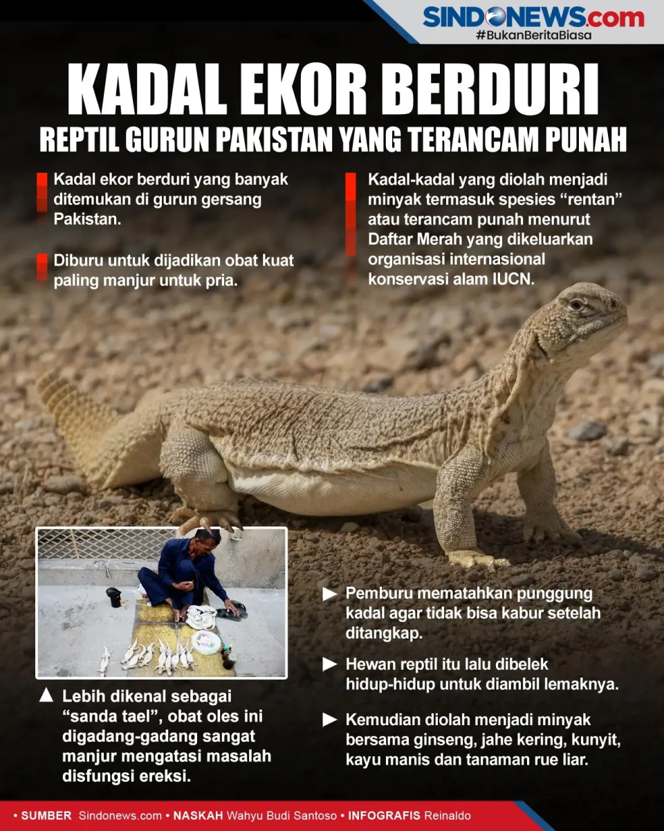 Kadal ekor berduri,...