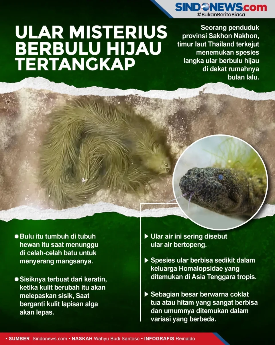 Ular Misterius Berbulu...