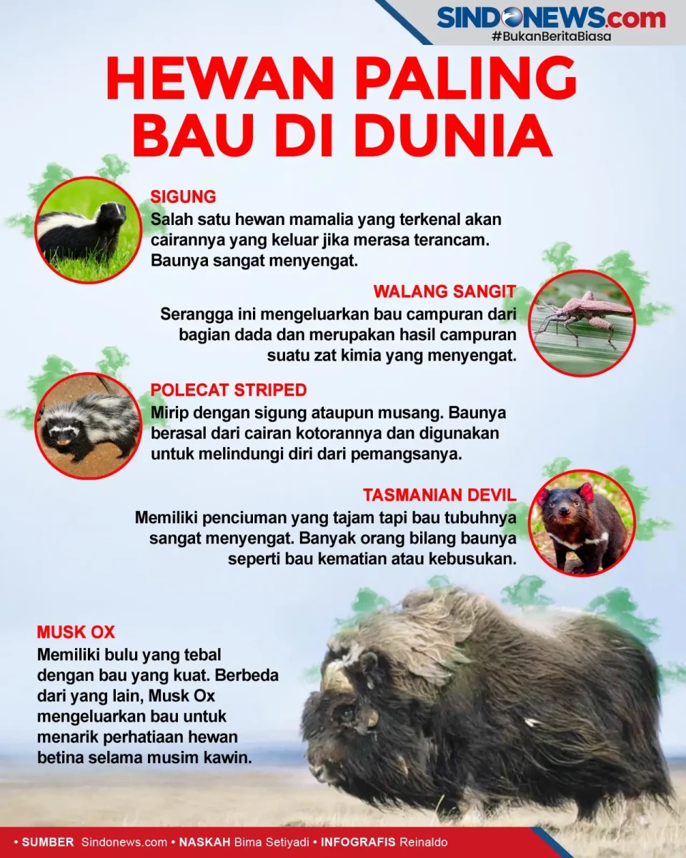 Hewan Paling Bau di...