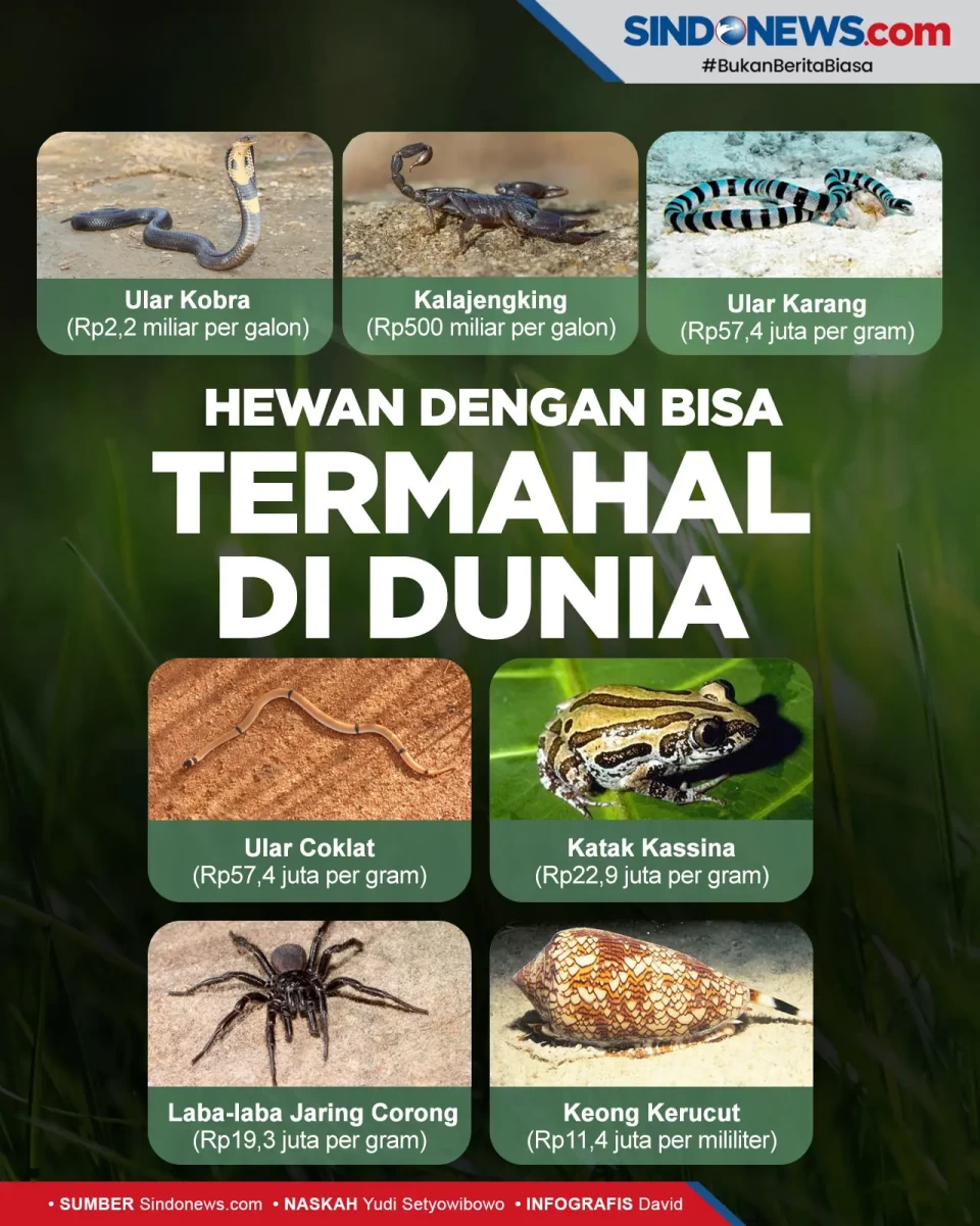 Ada Ular Kobra, Berikut...