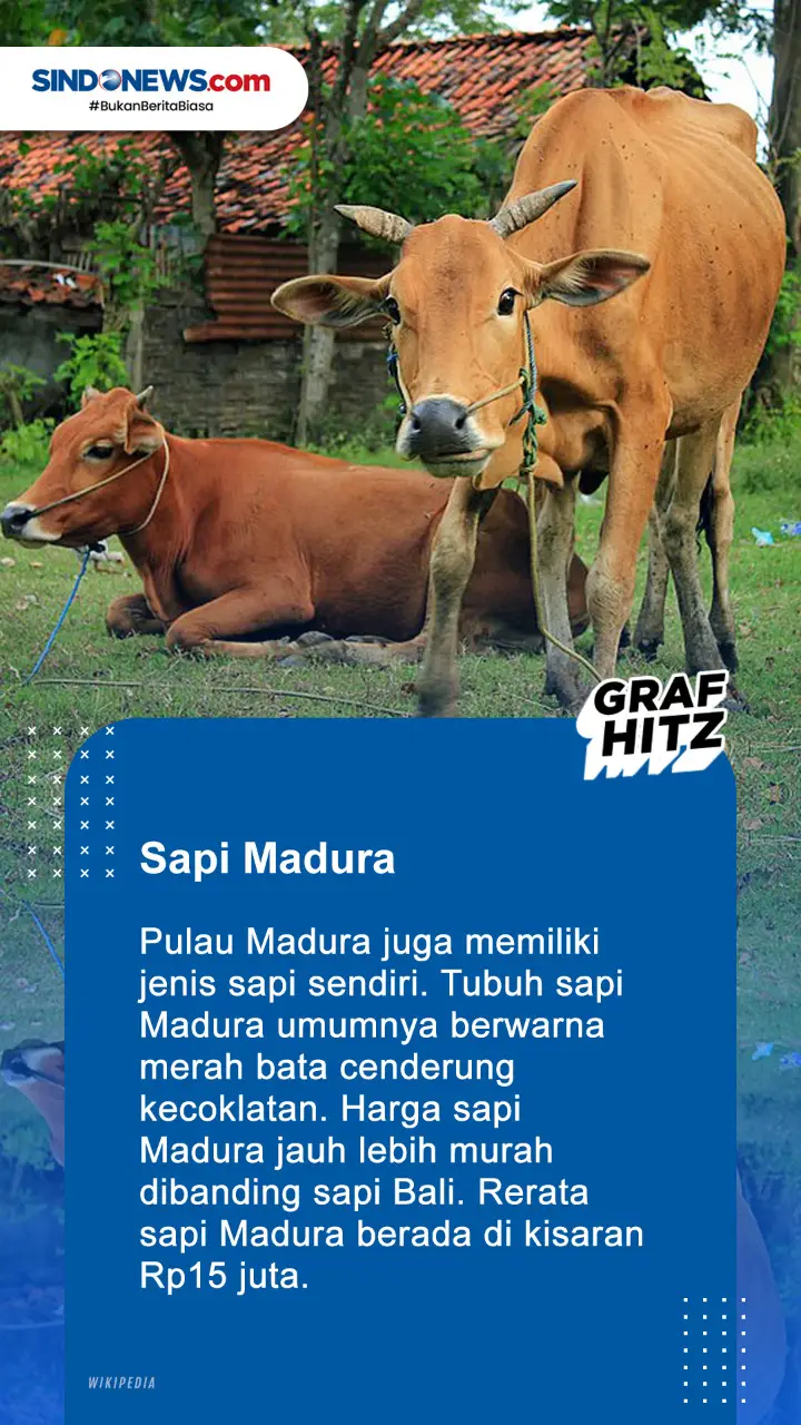 5 Jenis Sapi yang Sering...