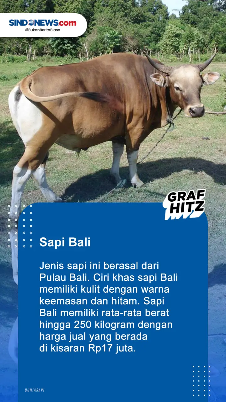 5 Jenis Sapi yang Sering...