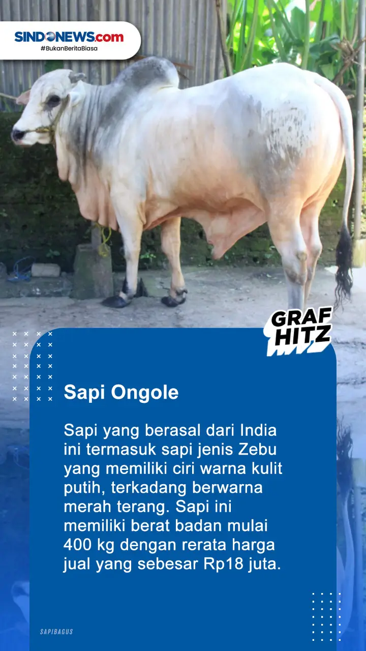 5 Jenis Sapi yang Sering...