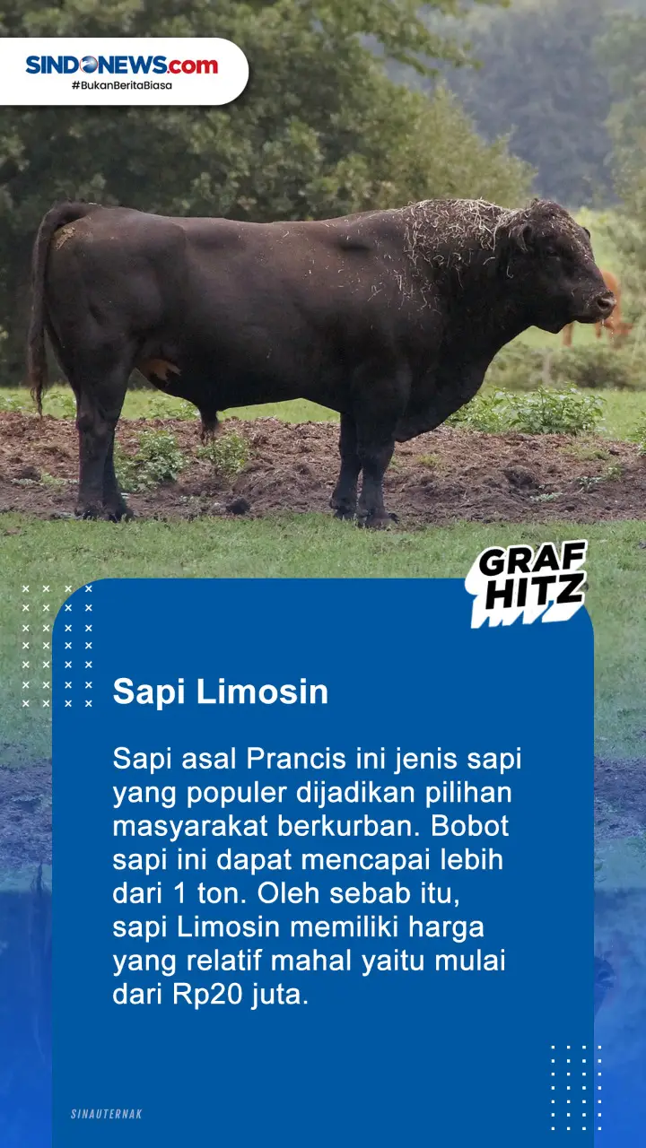 5 Jenis Sapi yang Sering...