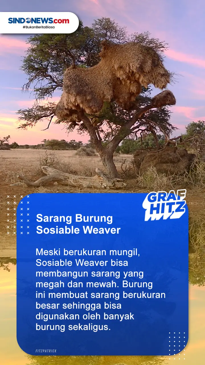 Keren! Berikut 3 Sarang...