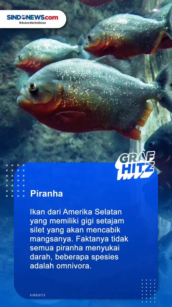 4 Ikan Air Tawar Terganas...