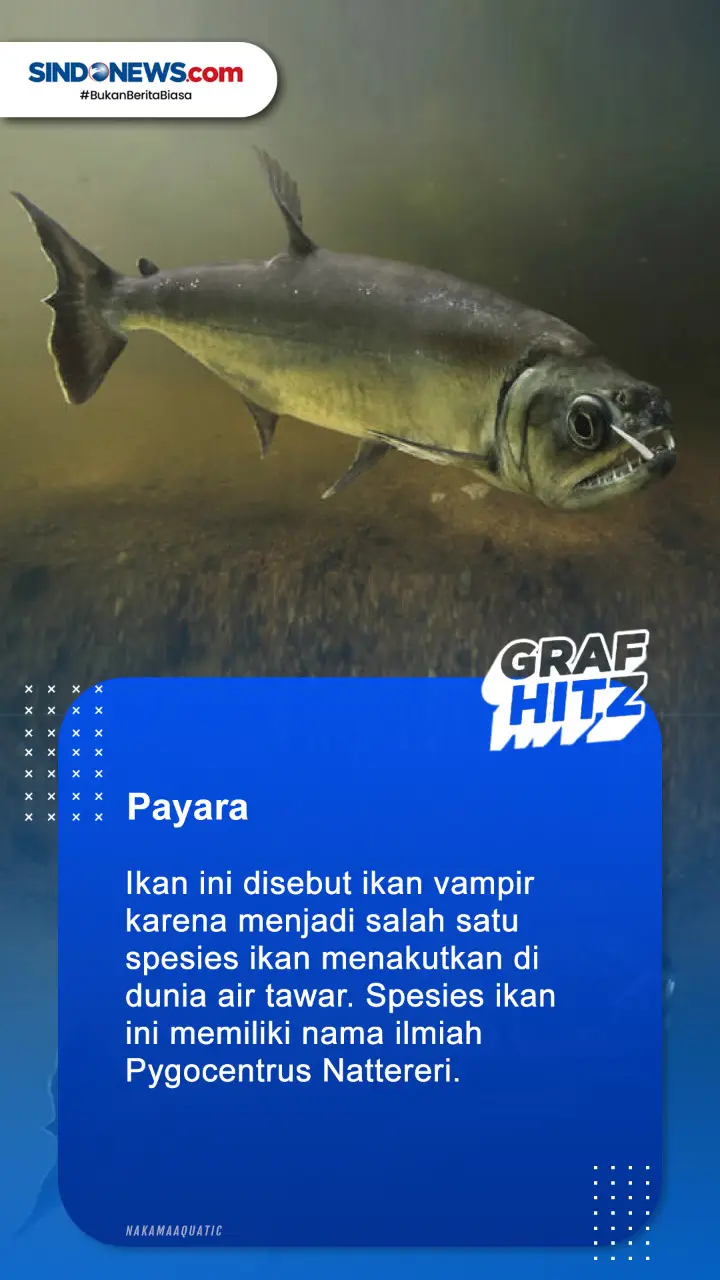 4 Ikan Air Tawar Terganas...
