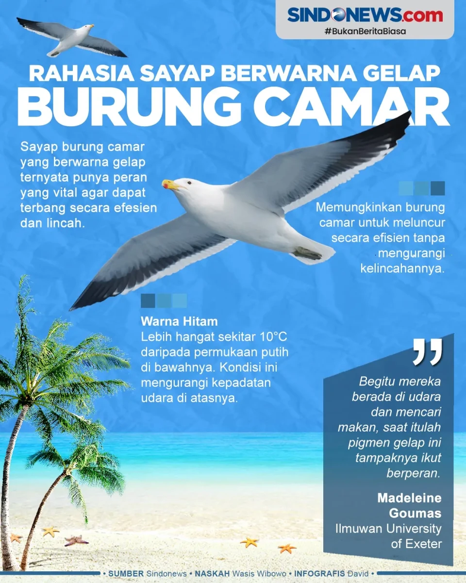 Rahasia Burung Camar...