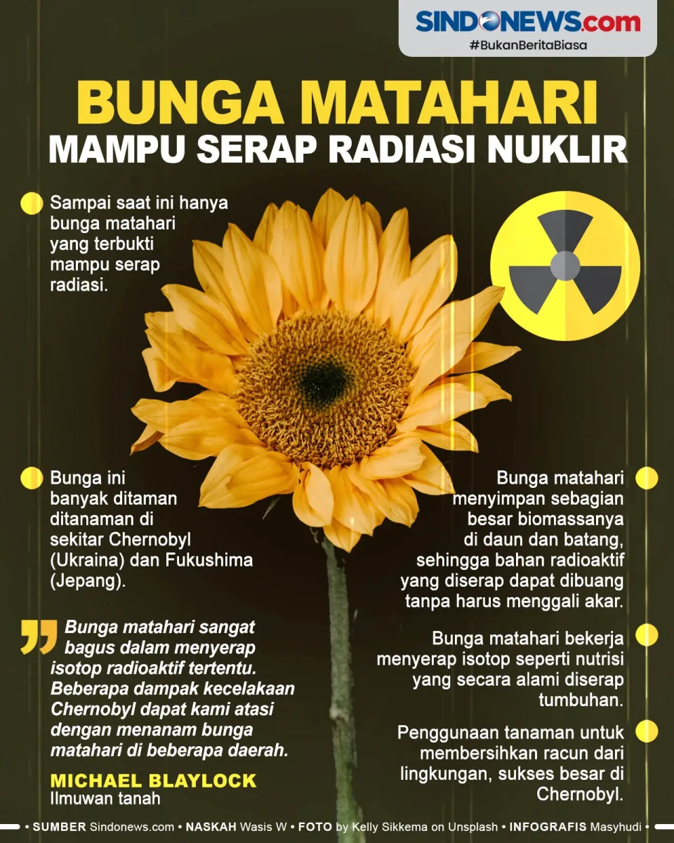 Tanaman Bunga Matahari...