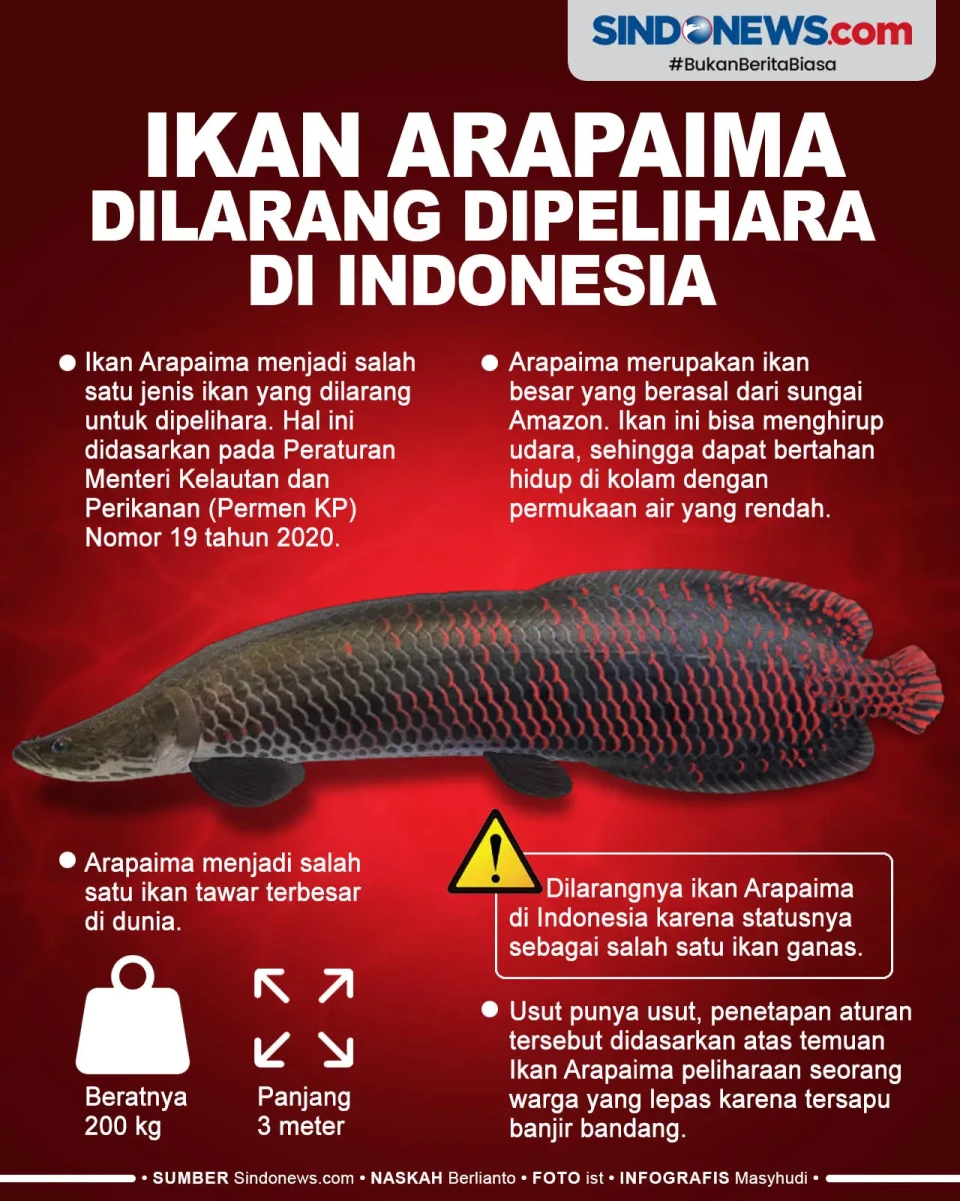 Ini Penyebab Ikan Arapaima...