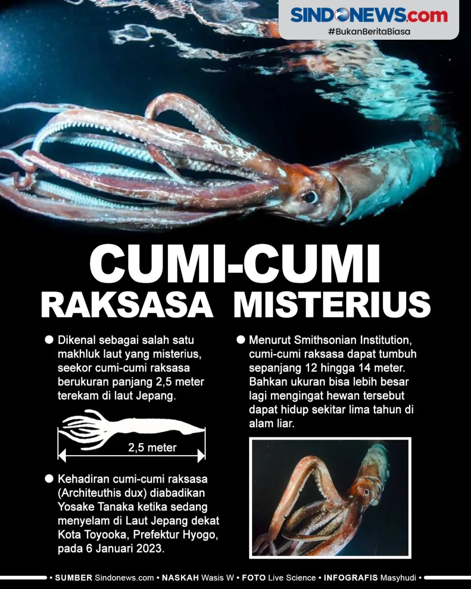 Cumi-Cumi Raksasa Misterius...